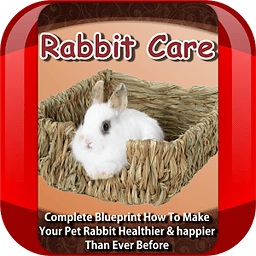 Rabbit Care