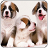Cute Dogs Wallpapers