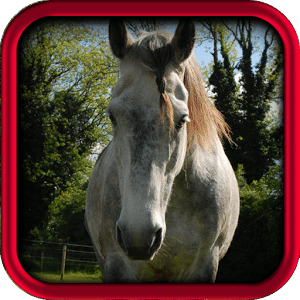 Horse Quotes And Sayings