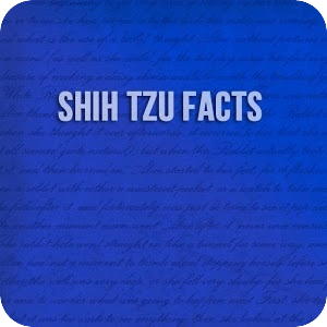 Shih tzu Facts