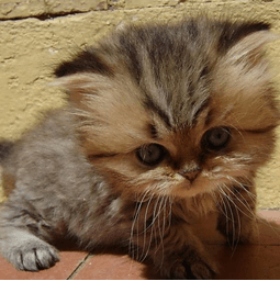 100 Cute Kittens Gallery