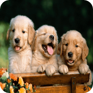 Golden Retriever. Puzzle More