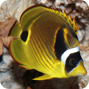 Marine Aquarium Fish 2 F