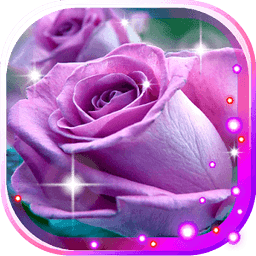 Roses Purple n White HD ...