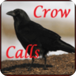 Crow Calls