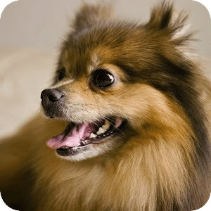 Pomeranian Dog Puzzles