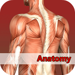 Muscles anatomy free