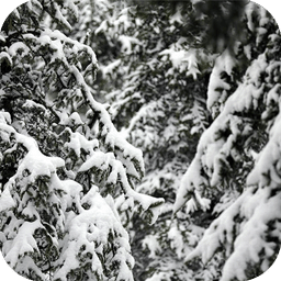 动态壁纸3D-雪花松树