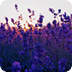 Lavender Field Live Wallpaper
