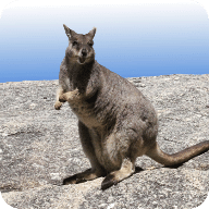 Australian Mammals