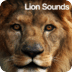 狮子的声音 Lion Sounds