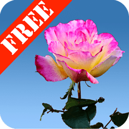 Rose Garden Free