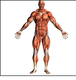 Human Body - Anatomy