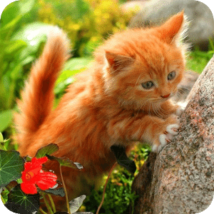陡峭的姜小貓