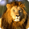 Animals puzzle – Lion Jigsaw