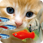FISH&amp;CAT LIVE WALL PAPER (11)