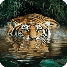 Tiger River Live Wallpaper