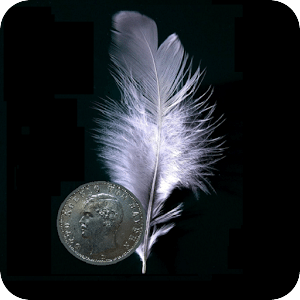 Feather Coin Status