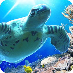 Sea Turtle Trial