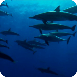 Wild Dolphins HD