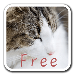 CatWall FREE -LiveWallpaper