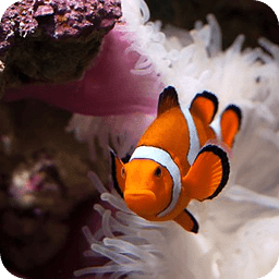 Clownfish Wallpapers