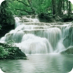 Waterfalls In The Forest Live