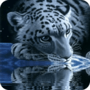 White Tiger Lick Azure Water