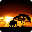 African Sunset Live Wallpaper