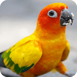 Talking Parrot 2