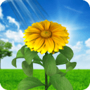 3D Sun Flower Live Wallpaper