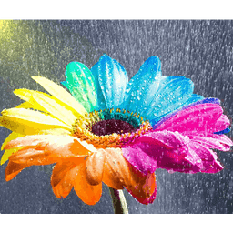 Rainbow Flower Live Wallpaper