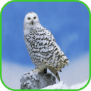 Snowy Owl Live Wallpaper