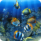 Colorful Fish Live Wallpaper 29