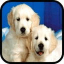 Pet Dogs Puzzle Games