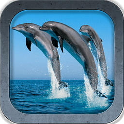 Beautiful Dolphins HD