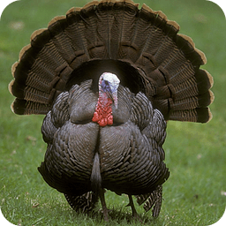 Turkey Hunting!!