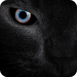 Black cat eyes live wallpaper