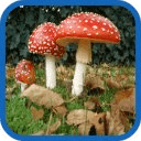 Mushroom Fantasy Garden