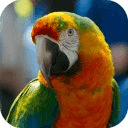The Smart Talking Parrot