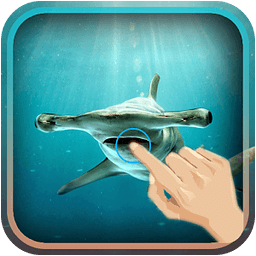 Magic Touch : Hammer Shark