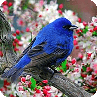 Singing Birds HD Wallpaper