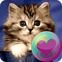 Cute Kitty Cats HD Wallpapers