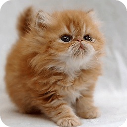 Wallpapers Cute Cats