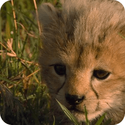 Baby Cheetah Live Wallpaper