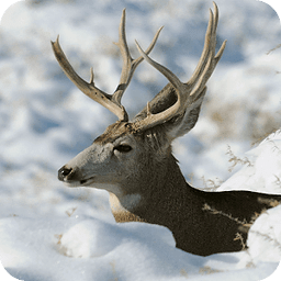 Deer Hunters Live Wallpaper