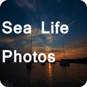 Sea Life Photos