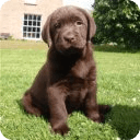 Labrador puppies LWP