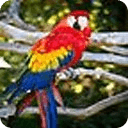 Parrot Wallpaper