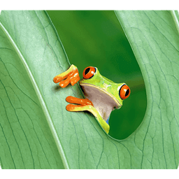 Frog Live Wallpaper